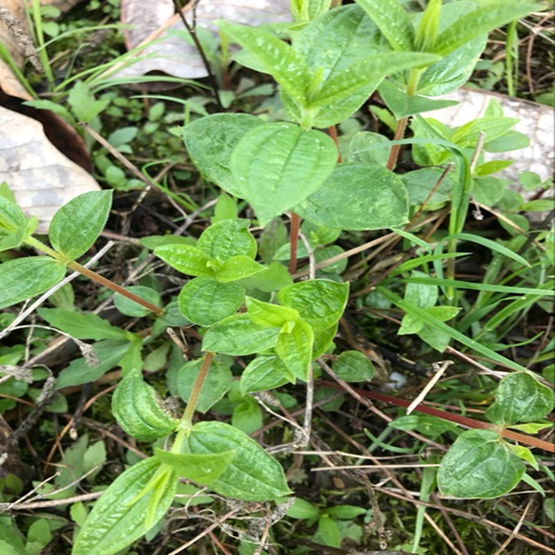 新鲜野生雾水葛 脓见消 咄脓膏 糯米藤 拔脓膏草药 纯根500g包邮