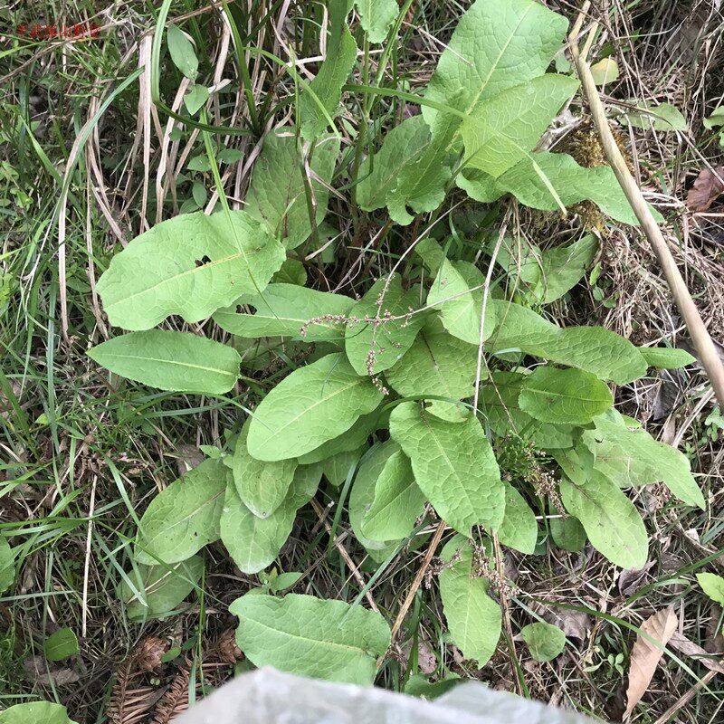 新鲜野生土大黄根羊蹄根牛耳大黄牛舌头血三七中草药纯根