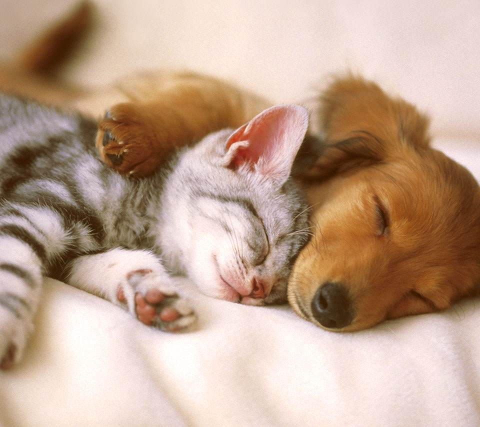 猫狗同养欢乐多,谁养谁知道.么么啾