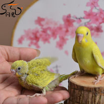 Parrot Live Bird Live Bird Foods Small And Medium Bird Cage Hand Raised the Annual Meeting Talking Young Birds Living Pet Tiger Leather Parrot