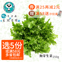 Bitter leaf lettuce Western vegetable Fresh bitter chamomile dog bud lettuce Endive dog tooth salad Yunnan vegetable special dish 250