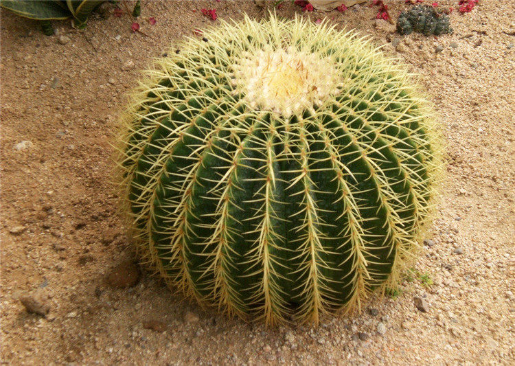 超大金虎 狂刺 仙人球防电脑电器辐射 大仙人球盆栽绿植(中)