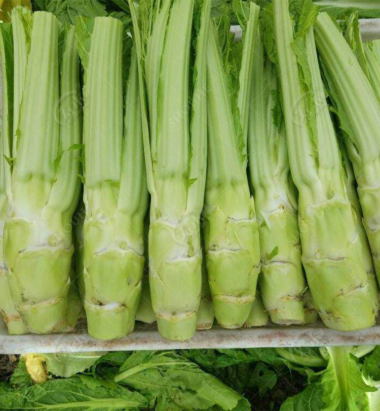 种都 棒菜种子 笋子芥 芥菜头 青菜 新品种蔬菜种子 8克