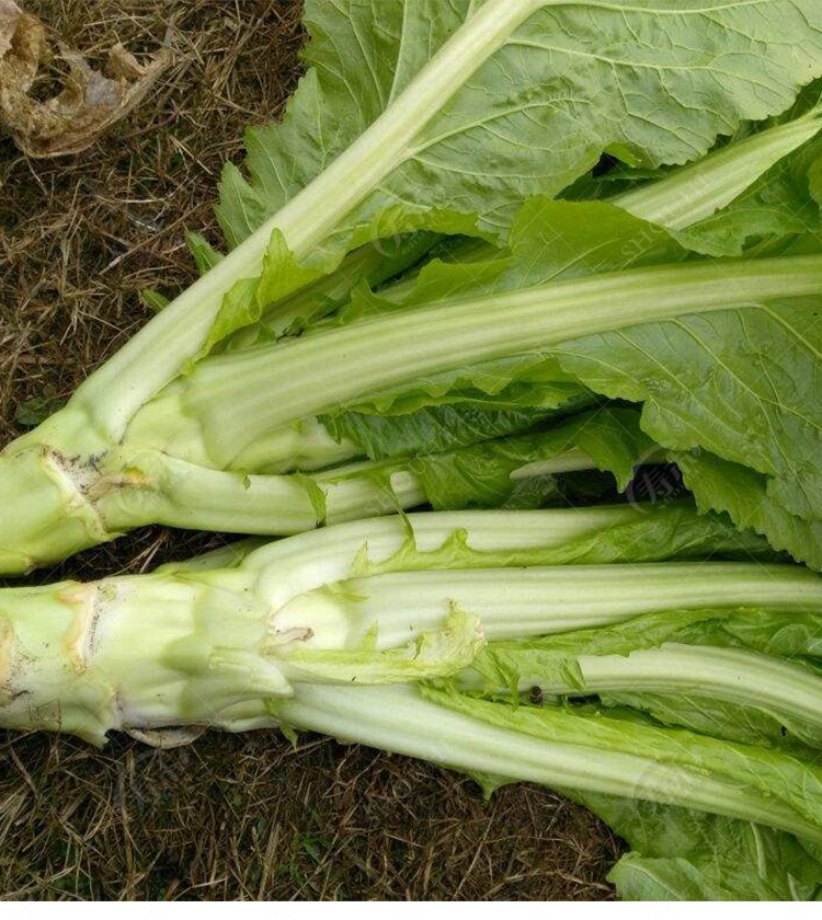 种都 棒菜种子 笋子芥 芥菜头 青菜 新品种蔬菜种子 8克