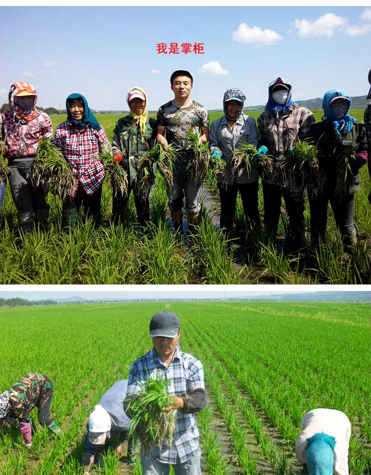 2018新米10斤五常稻花香大米5kg拉林河畔宝宝米东北大米粳米_爱淘券网