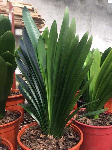 长春君子兰立板精品 凤冠麻脸坑纹 钢板插座 会议室绿植花卉盆栽_7折