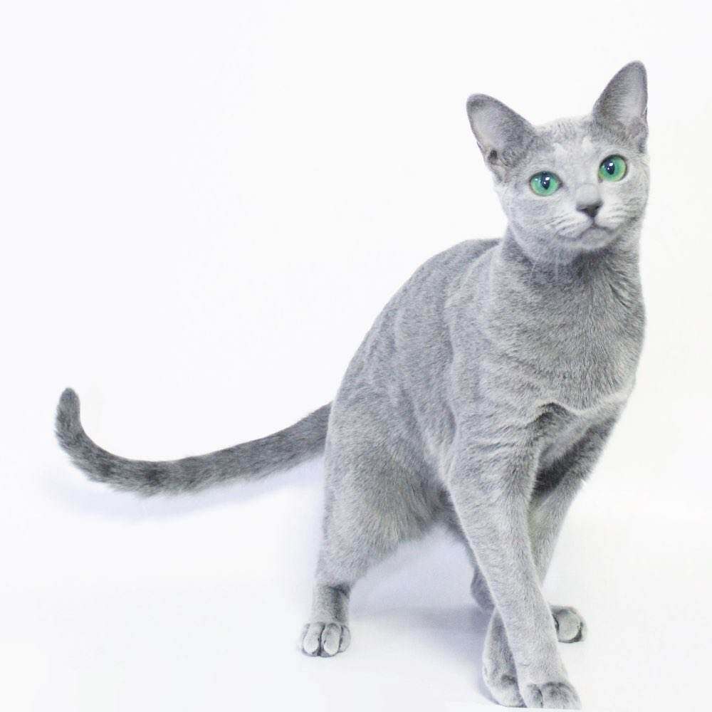 俄罗斯蓝猫