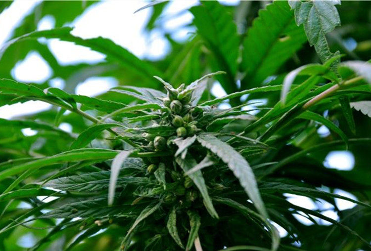 火麻种子中草药植物线麻胡麻汉麻种子野菜火麻仁种子四季栽培易活_双