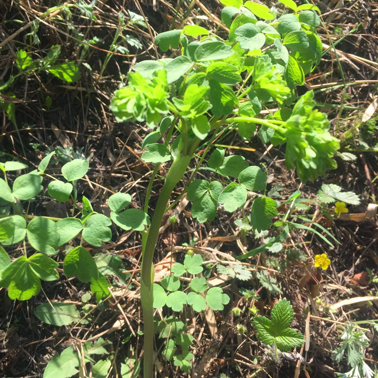 野生猫爪子菜 东北特产展枝唐松草山野菜种子种苗盆栽四季易活