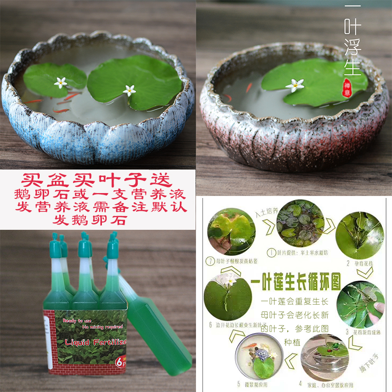 The Leaf of lotus bud indoor aquatic good keep everblooming located brought basin hydroponic flower pot ceramic package mail