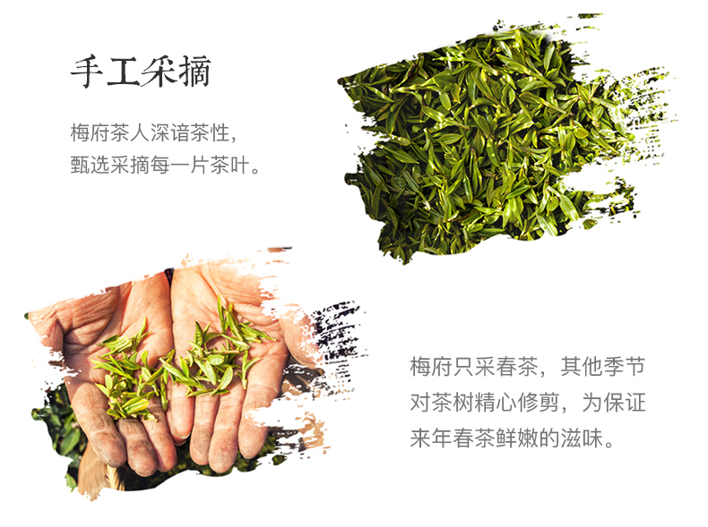 【梅府茗家】雨前二级茶老茶树春茶250g