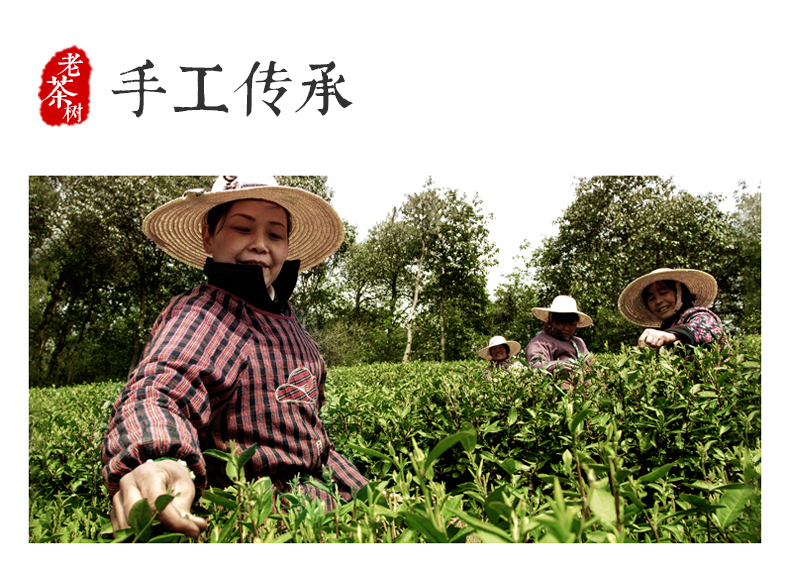 【梅府茗家】雨前二级茶老茶树春茶250g