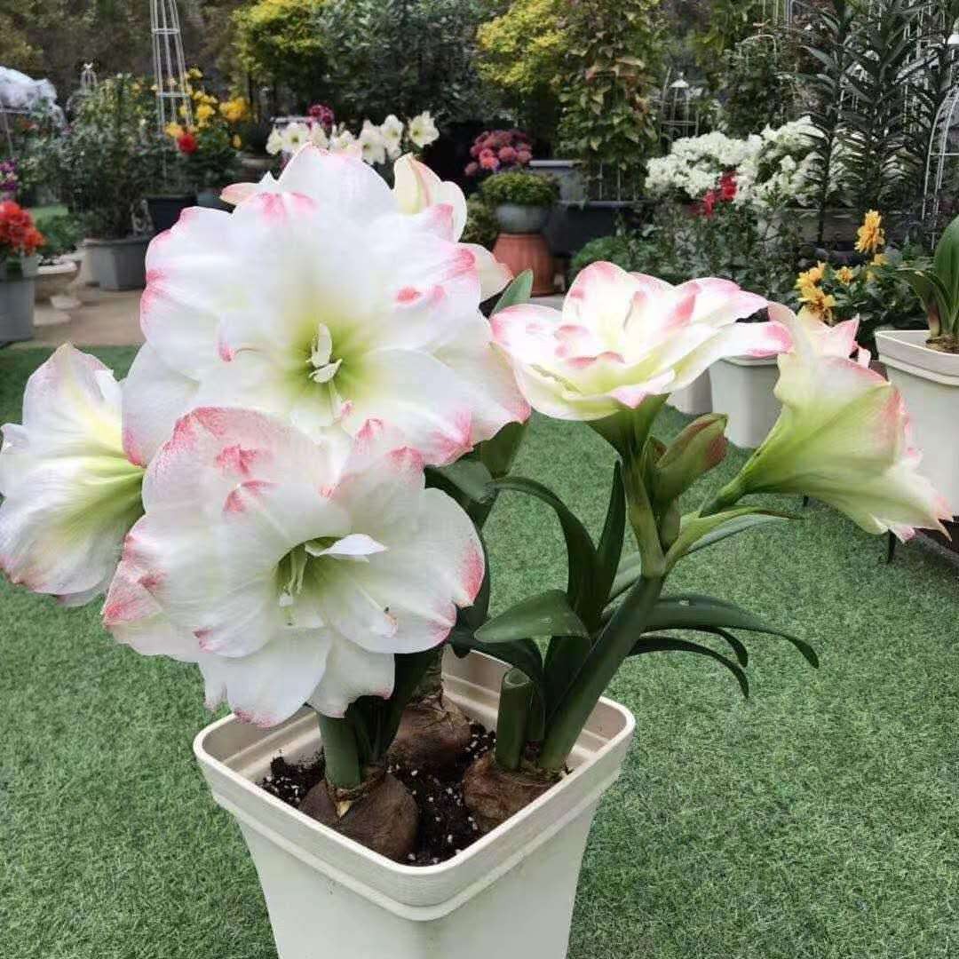 朱顶红糖果黛丝花尖带红晕花朵硕大