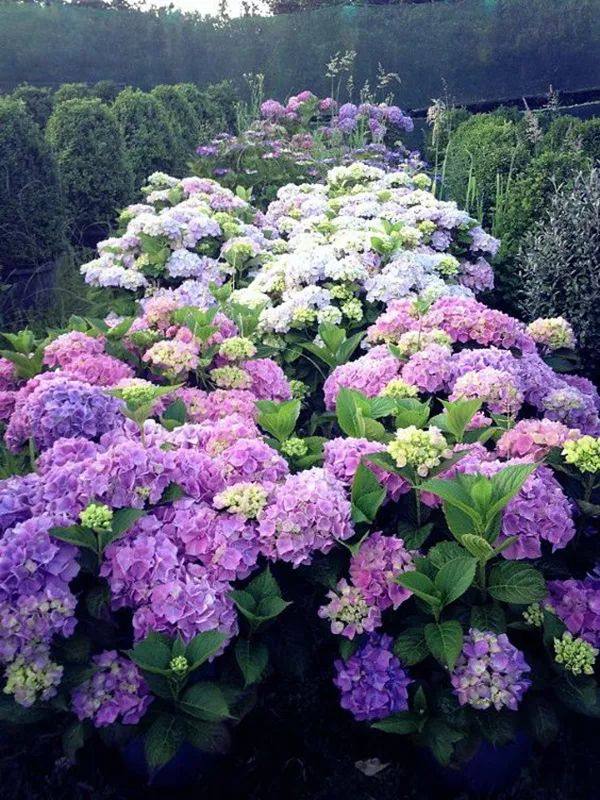 万千花木里,为何就选择了绣球?