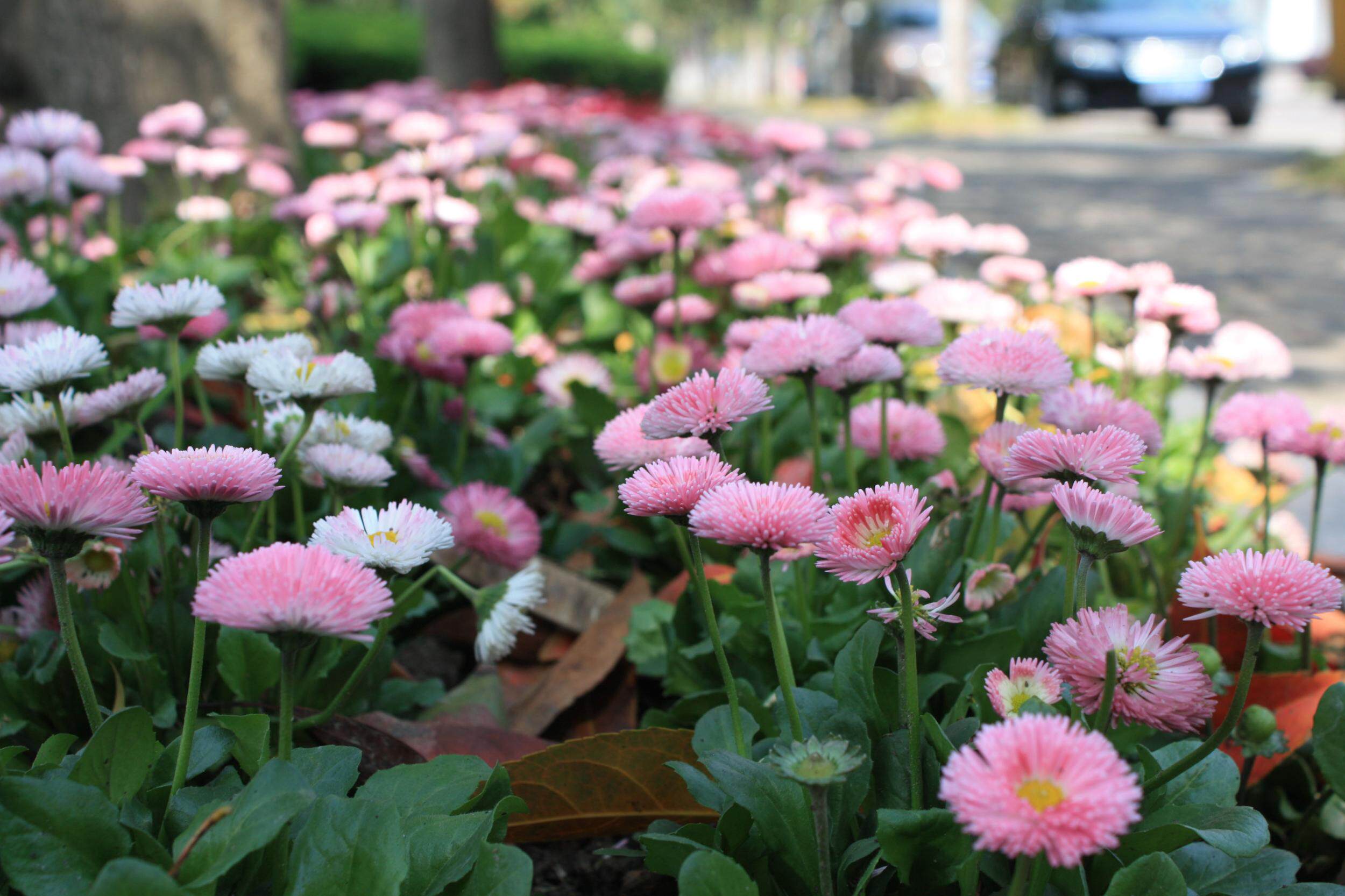明星单品,拍照好看,寓意也好.