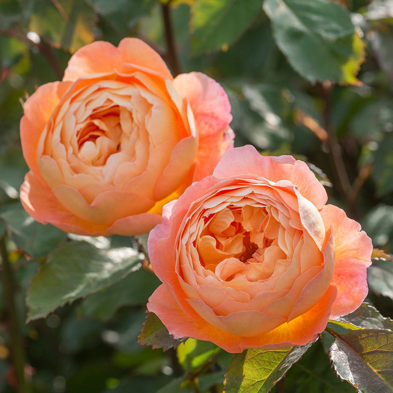 走进月季的神奇芬芳世界,选出你最想闻的