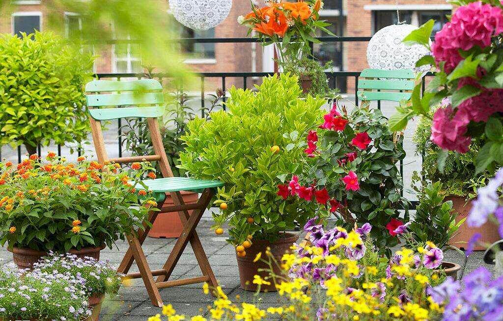 新手第一次养花就选这8种,高颜又好养!