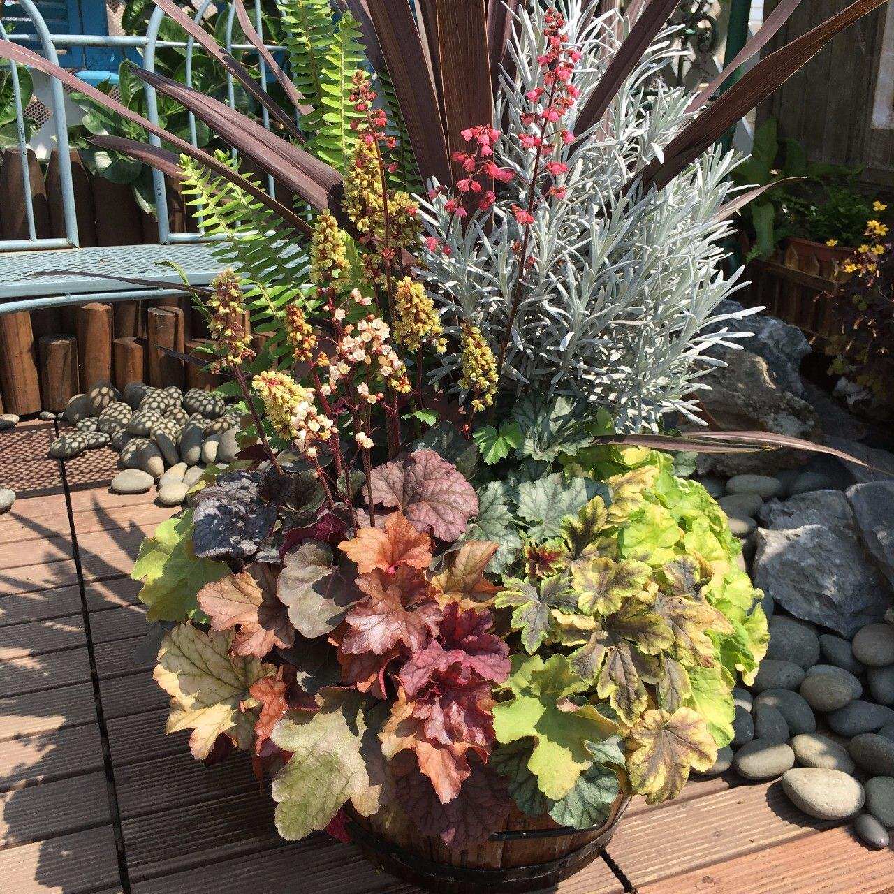 花境植物矾根让每个季节都多姿多彩