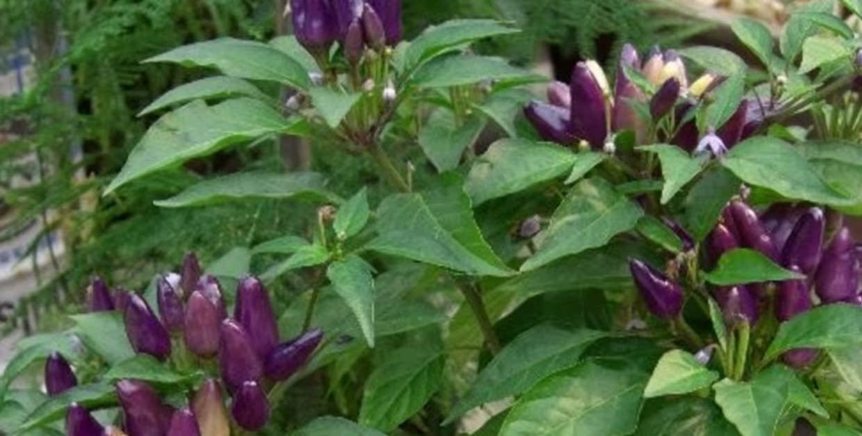 紫色朝天椒紫星小辣椒观赏食用阳台盆栽绿植四季播蔬菜花卉种子_7折
