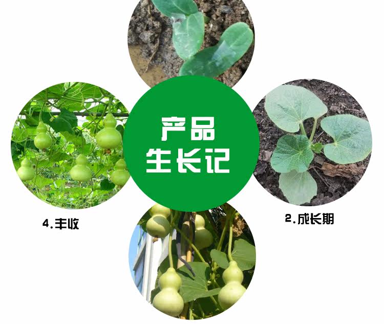 玩具葫芦娃种子 文玩葫芦种子 宝葫芦籽 大小型把玩手捻葫芦种子