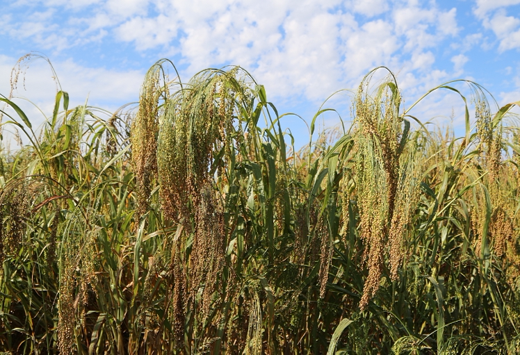 2017年新东北大黄米/黄粘米/粘黄米/粘黄糯米/糯小米/500克_双氙车灯