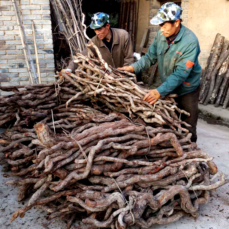 包邮秦岭野生猕猴桃根藤梨根雄洋桃根 500克买3斤送石韦1斤