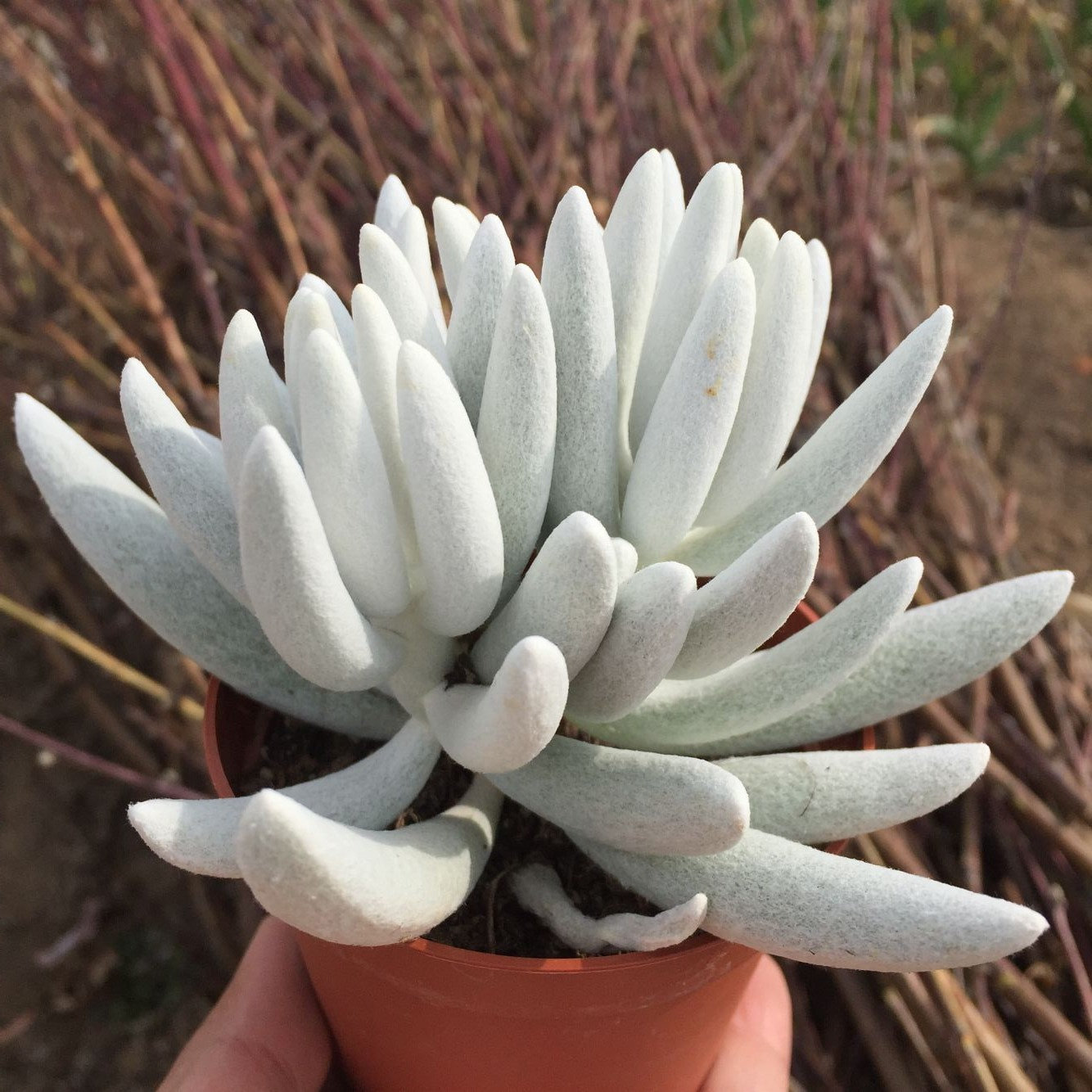 多肉银月 多肉植物韩版 欧版  全大棵 好多肉