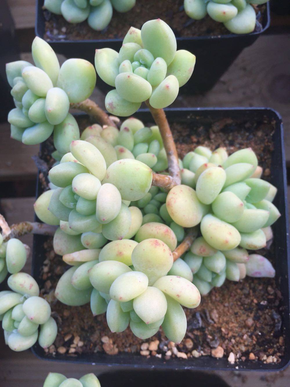 多肉凝脂莲多肉植物 多头老桩 有奶香 好多肉888