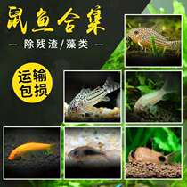 Rat Fish Bottom Shelter Fish Clear Dolfo Pepper Coffee White Rat Golden Moss Panda Rat Pearl Jasmine Leopard Mouse Other Than Algae Fish