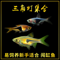 Golden Triangle Lamp Tropical Fish Purple Triangle Lamp Positive Triangle Light Fish Freshwater Fish Grass-cylinder Small and Medium Fish group Swim Light Corfish