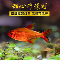 Sweetheart Lemon Super Lemon Tropical Ornamental Freshwater Grass Cylinders Longback Lemon light Small South American imported living