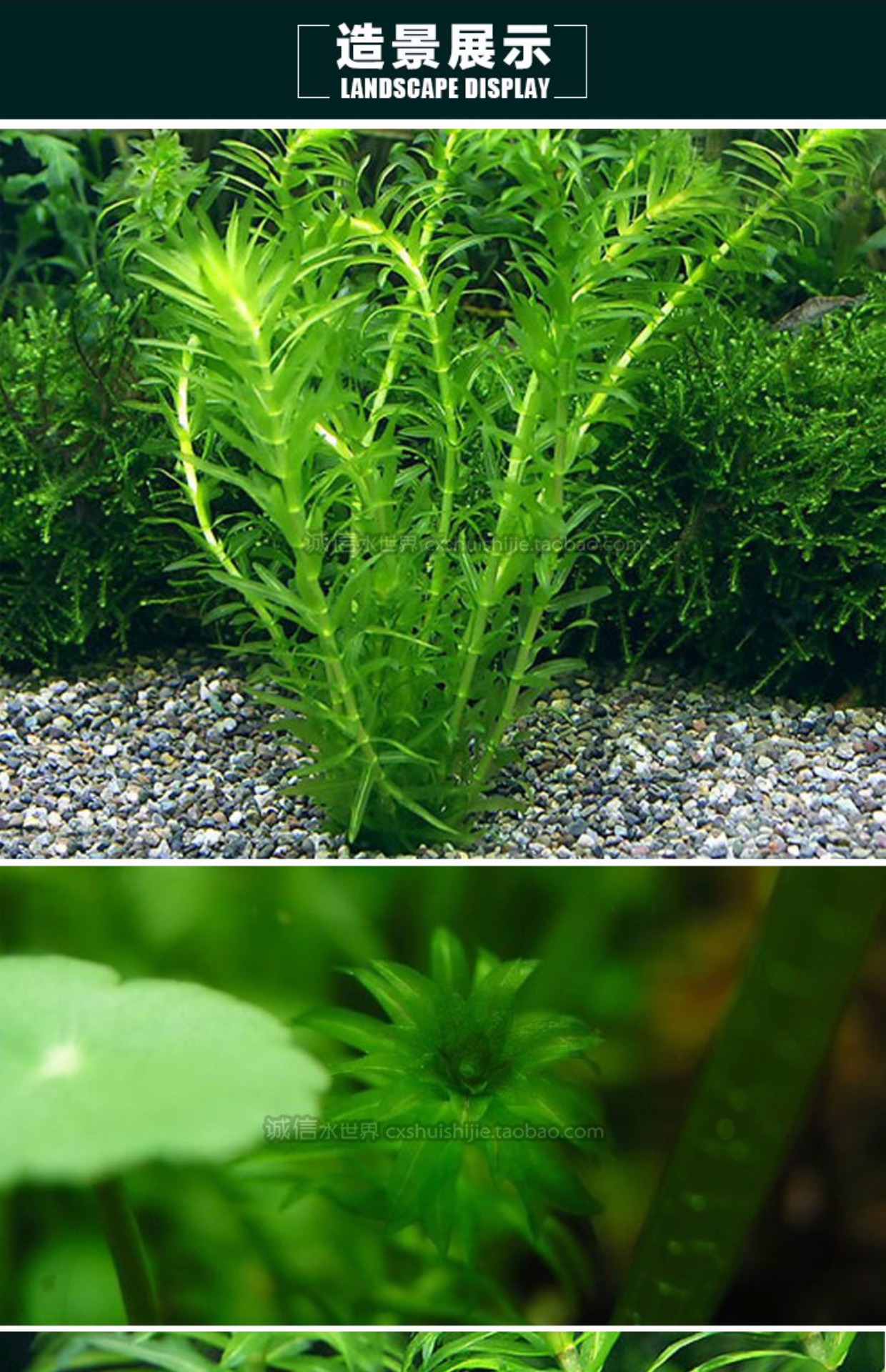 蜈蚣草好养无光线一样生长养虾水草观赏虾鱼缸草缸造景装饰品