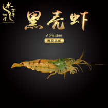 Black Shell Shrimp Except Algae Shrimp Water Group Except Algae Shrimp Ornamental Shrimp Clean Shrimp Living Feed Tool Shrimp Grass Cylinder Fish Tank Build View