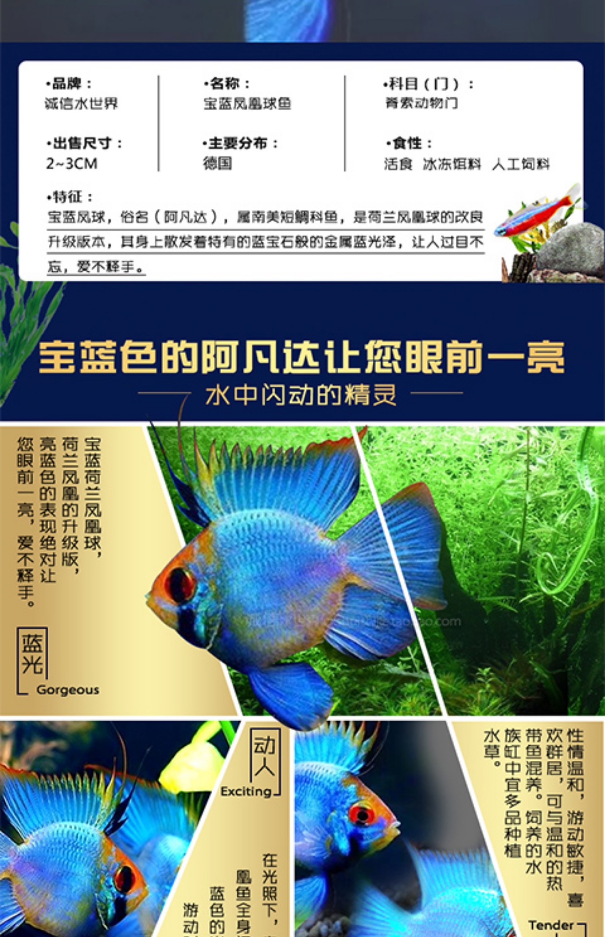 宝蓝凤凰球鱼阿凡达宝蓝球荷兰凤凰短鲷类金波子水热带观赏鱼活体