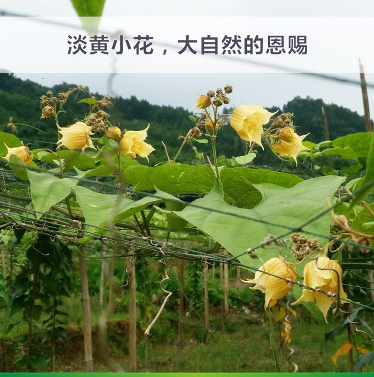 罗汉果花茶公花雄花包邮广西桂林永福特产低温脱水风干盒装干花茶_5折