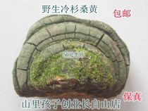 Changbai Mountain Fir Phellinus Phellinus Phellinus Phellinus Phellinus Ganoderma lucidum