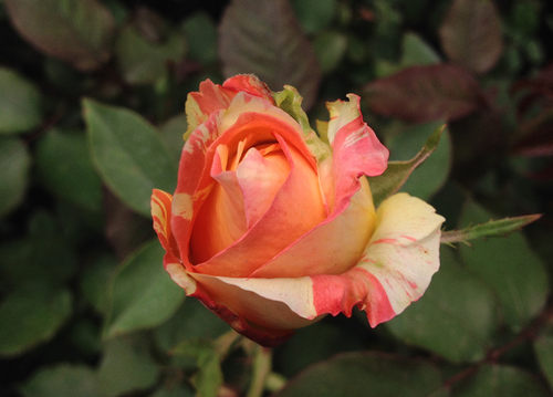 点击查看源网页