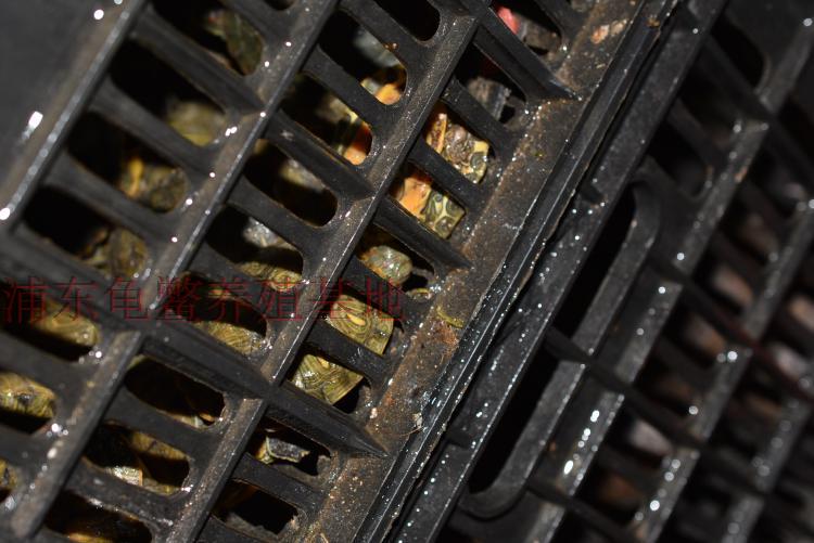 乌龟活体巴西彩龟红耳龟情侣龟宠物水陆招财龟