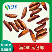 Live bioassay teaching test of cotton bollworm pupa spot Insects can be divided into male and female in captivity