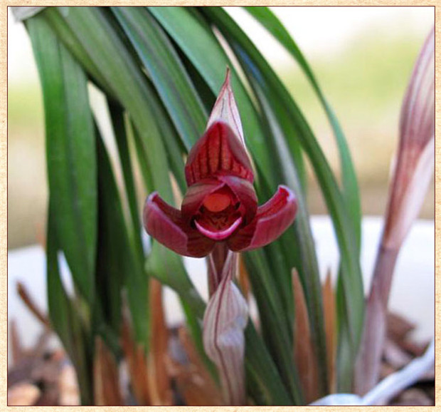 春兰红素 久红 冬带浓香花苞出售精品好养易活兰花苗花卉盆栽绿植_7折