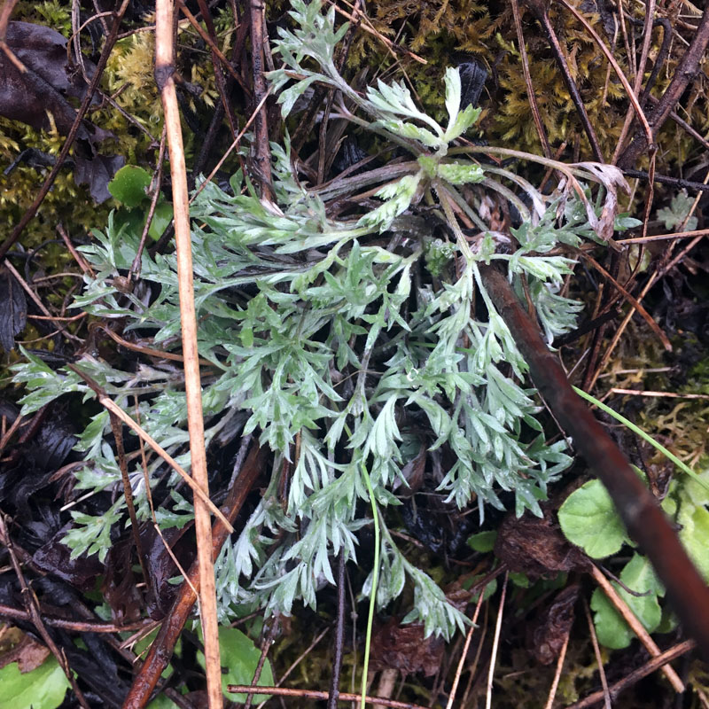 正品秦岭茵陈野生绵茵陈茵陈蒿全草精选营养茵陈茶新货500g包邮