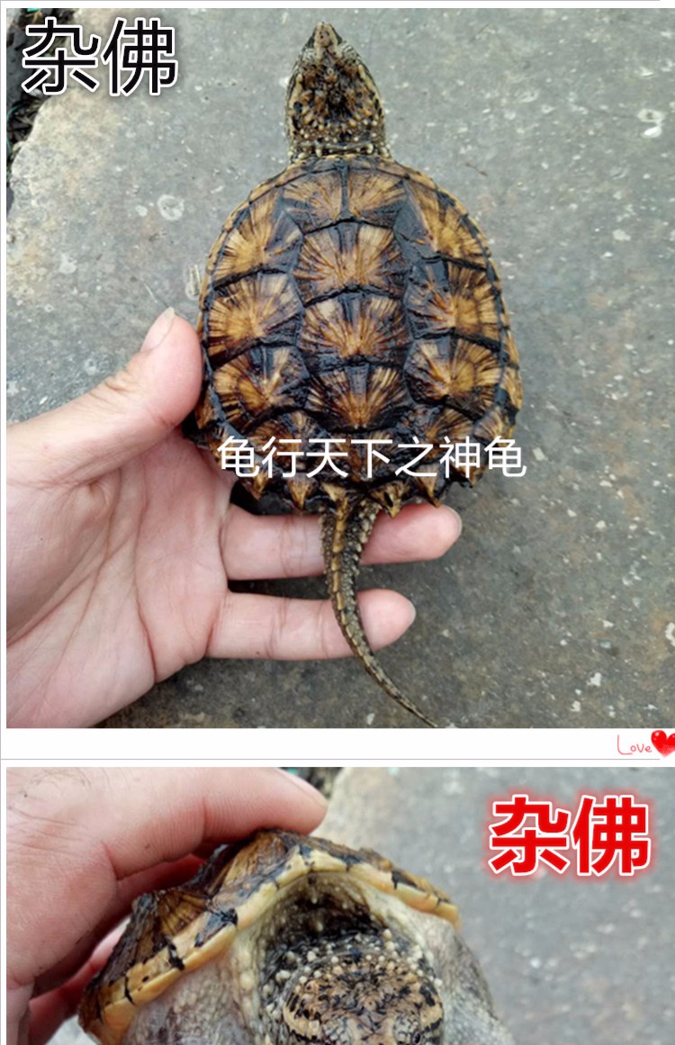 小鳄龟活体 鳄鱼龟黄壳活体 大鳄龟北美小鳄龟苗杂佛爆刺纯佛免邮