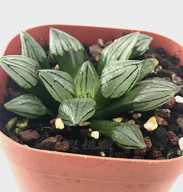 西瓜寿 十二卷属  多肉植物  一物一拍  实时拍摄