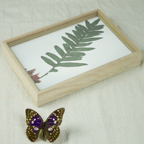 27 * 18 * 3cm solid wood glass plant specimen box insect life history box specimen making tool photo frame
