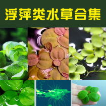 Duckweed aquatic plant living real aquatic grass round duckweed duckweed duckweed duckweed duckweed Sesame water hibiscus landscape