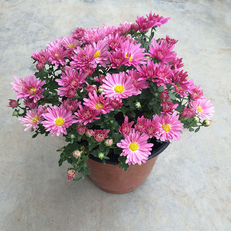 小菊花盆栽 观花植物盆景 室外阳台窗台室内客厅办公室绿植花卉