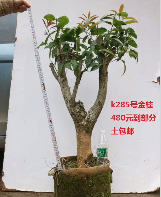野生桂花盆景树桩下山桩金桂石山桂八月桂四季桂庭院植物花卉绿植