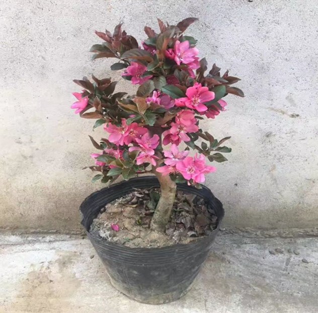 北美海棠花盆栽阳台花卉盆景带花海棠北美海棠桩粉红色海棠花树