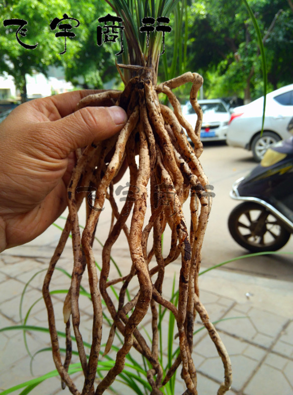 飞宇盘仙土营养土兰花土兰花泥山土兰花植料多肉土种花土君子兰