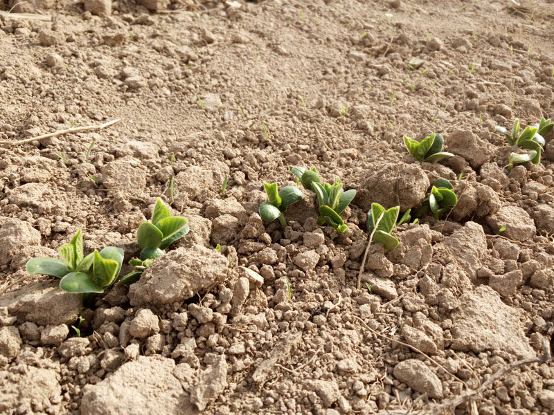 农家自种非转基因生豆芽打豆浆长豆苗老品种子 小土黄豆多件包邮